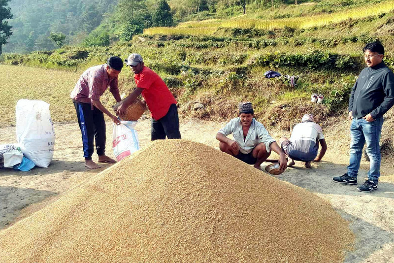 तोकियो धानको समर्थन मूल्य