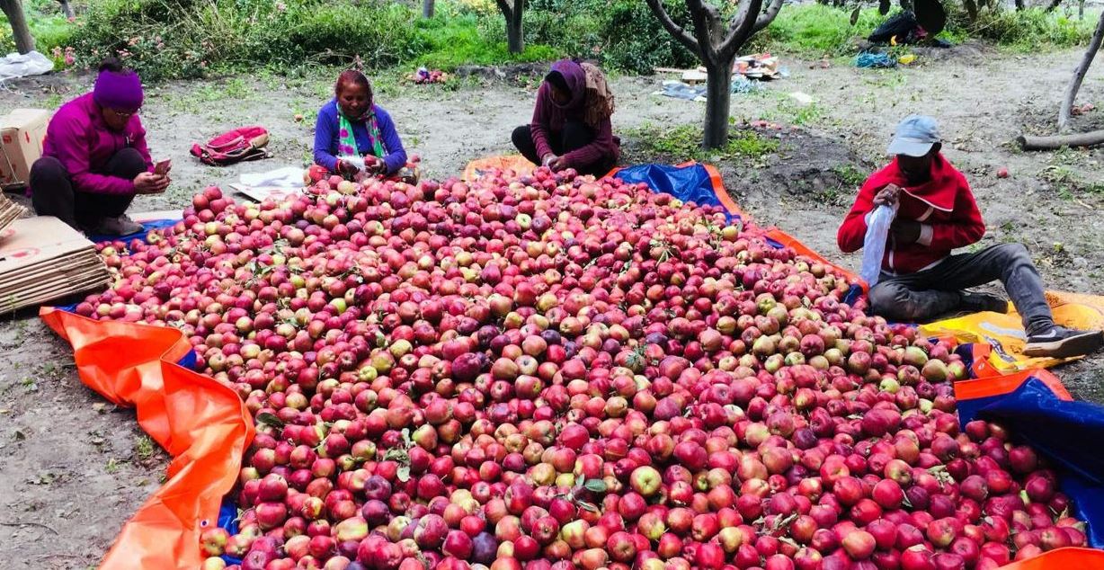 मुस्ताङको स्याउ बजारमा