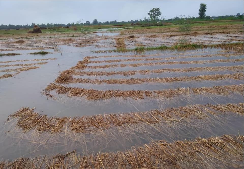 बैंकबाट ऋण काढेर खेती गरेका किसान मर्कामा