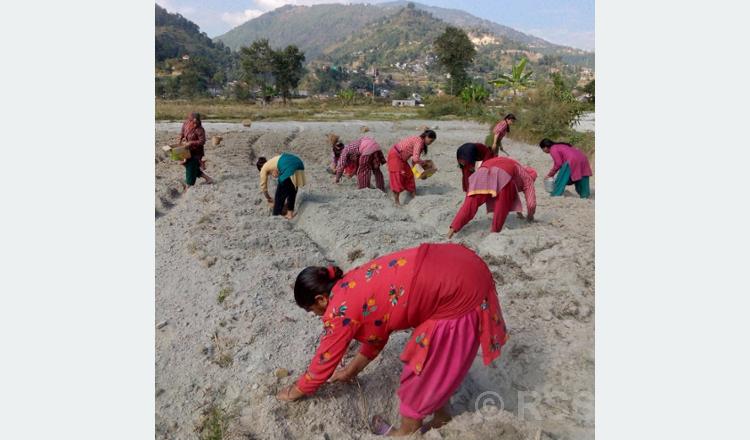 १२ रोपनीमा कोइरालटारमा सामूहिक आलुखेती