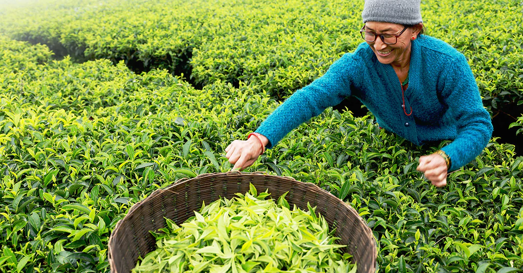 नेपाली अर्गानिक चियाको माग अमेरिकी बजारमा बढ्दो