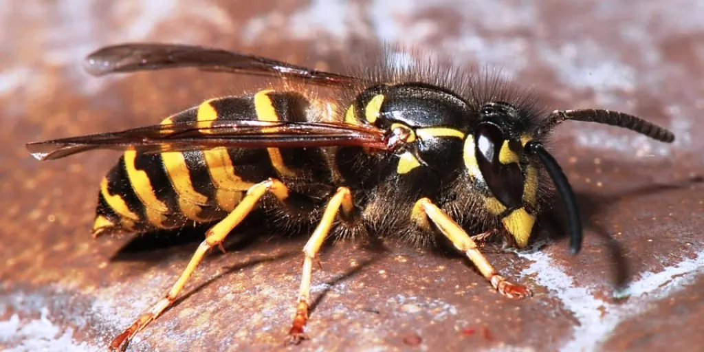 अरिंगालले टोकेर सल्यानमा आमाछोरीको मृत्यु