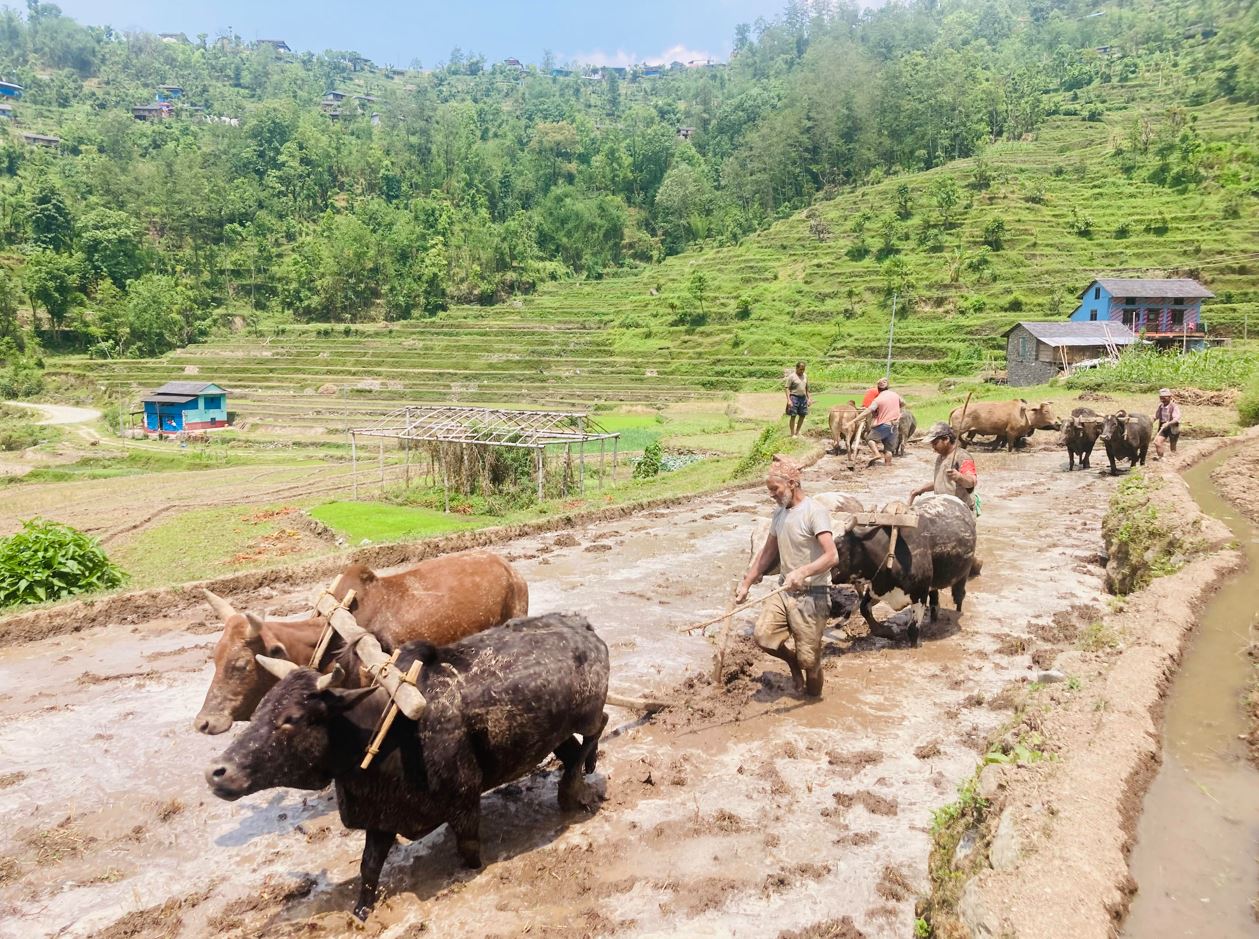 धान रोप्न खेत जोत्दै किसान