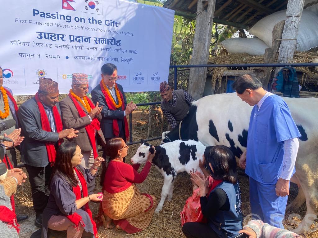 नेपालमा पहिलोपटक जन्मिएको होलिस्टाइन जातको बाच्छी किसानलाई हस्तान्तरण