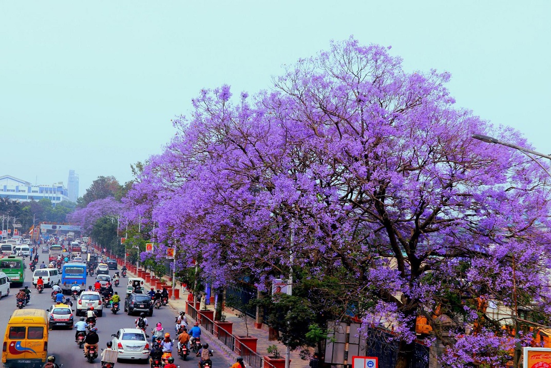 ढकमक्क फुलेका ज्याकाराण्डा