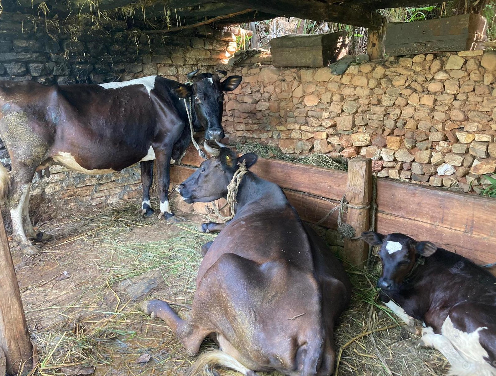 दूधमात्र होइन घाँस पनि बेचेर प्रशस्त आर्जन गर्छन् बागलुङका किसान