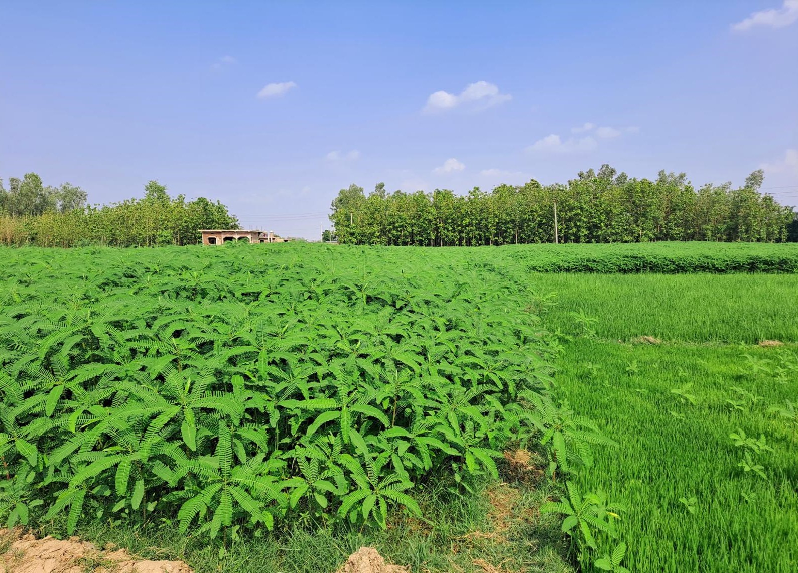 कम्पोष्ट मलका लागि ढैंचाखेती