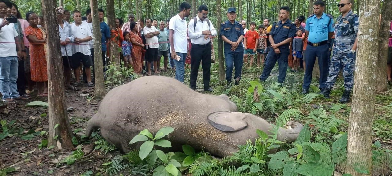 मोरङको बेलबारीमा हात्ती मृत फेला