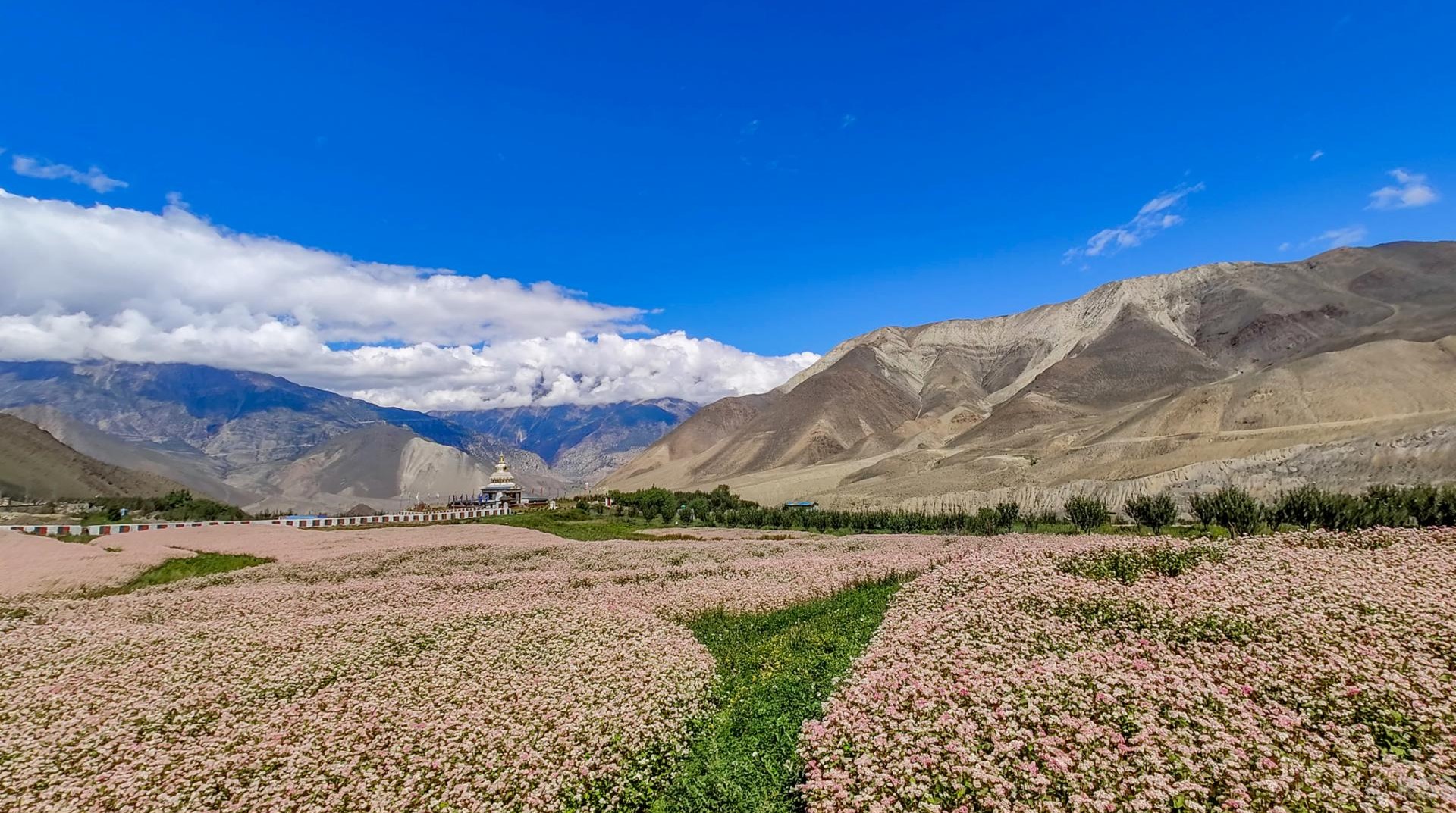 मुस्ताङको प्राकृतिक सौन्दर्य तथा झारकोट गाउँ नजिकै फुलेको फापर