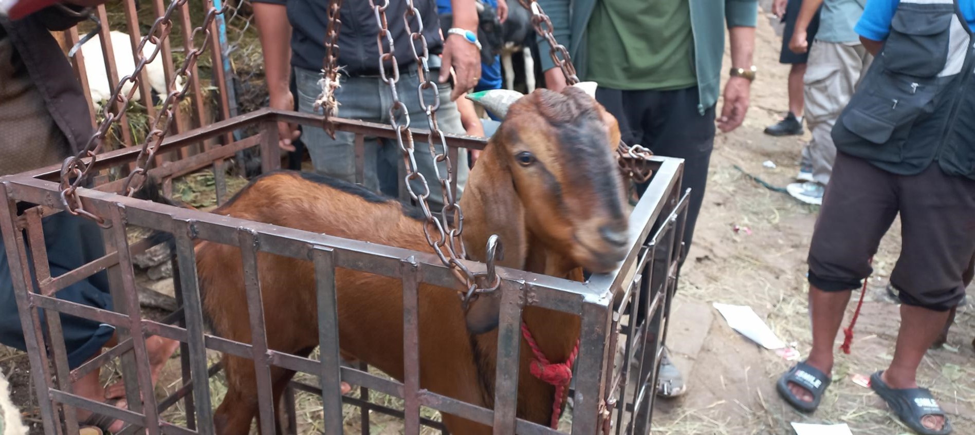 हरियो सिङ भएका खसीबोका खरिद गर्न सुझाव