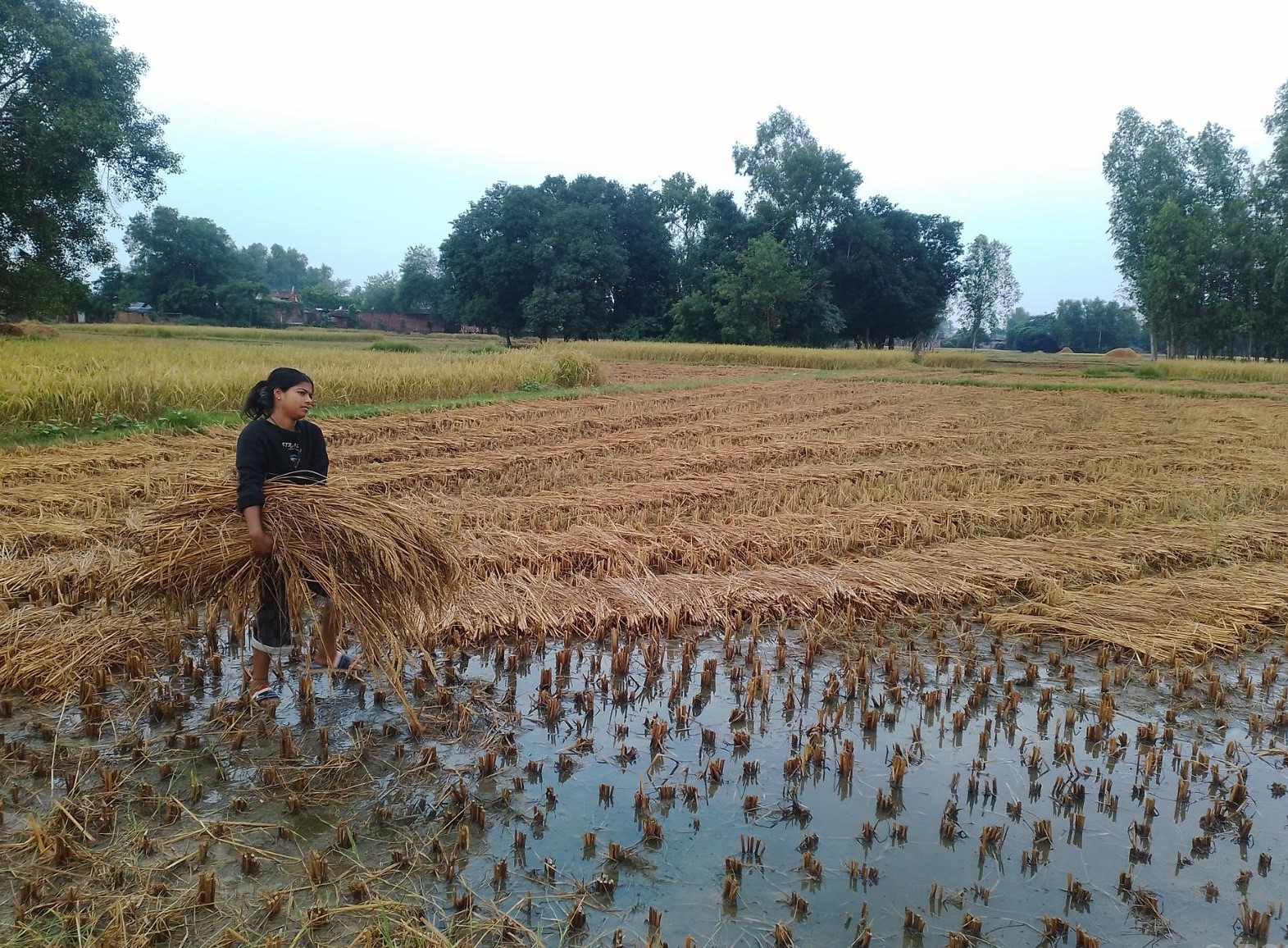 बेमौसमी वर्षाले धान बालीमा क्षतिहुँदा किसान समस्यामा