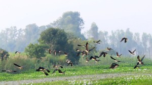 साइबेरियाका चरा कैलाली-कञ्चनपुरमा