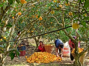 जुनारले बढायो समृद्धिको यात्रा