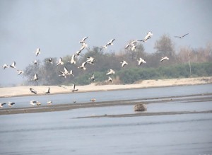 कोशीटप्पुमा भेटिए ७६ प्रजातिका नौ हजार दुई सय पचास चरा