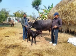 सरकारले अघि बढाएको नश्ल सुधार कार्यक्रमअन्तर्गत मुर्रा राँगाको वीर्य परीक्षण सफल