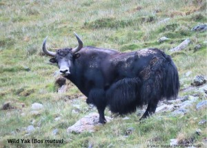 शे–फोक्सुन्डो राष्ट्रिय निकुञ्जमा भेटियो दुर्लभ जङ्गली याक