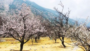 मुस्ताङको शीतोष्ण फलफूल बगैँचामा यसवर्ष ढिलो फूल फुल्दा...