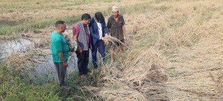 फेवाफाँटको जेठोबुढोमा गभारोः भित्राउने बेला धान न पराल