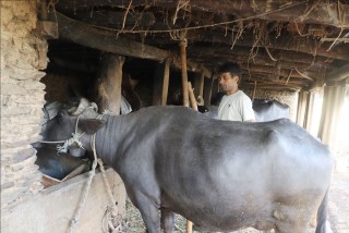 दूध बेचेर वार्षिक २० लाख कमाइ