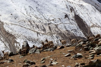 आलेख : पर्वत जोगाउन पैरवी