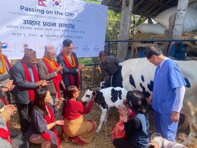 नेपालमा पहिलोपटक जन्मिएको होलिस्टाइन जातको बाच्छी किसानलाई हस्तान्तरण