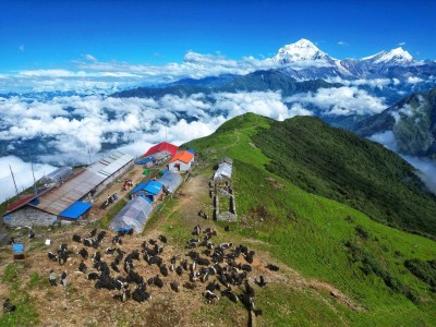 खोपारामा चौँरीपालन र धौलागिरी हिमाल