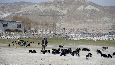 कालीकोटका किसानलाई गोठालो भत्ता !