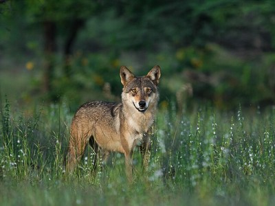 भारतीय गाउँलेहरूले नरभक्षी बथानको अन्तिम ब्वाँसोलाई मारे