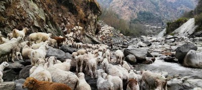 लेकाली क्षेत्रतफै लैजाँदै गरिएको भेडीगोठ