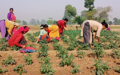 लहरे तरकारी बाली गोडमेल