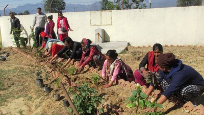 वडा कार्यालयको सौन्दर्यता बढाउन फूल रोप्दै