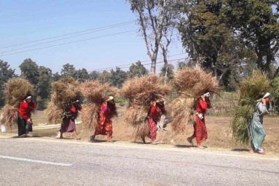 निकुञ्जबाट खर ल्याउँदै महिला