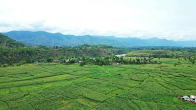 हरियालीले हराभरा बनेको तनहुँको बैंडीफाँट