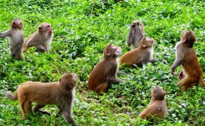 पर्वतका ग्रामीण क्षेत्रमा बाँदर आतङ्क, हिउँदे बाली जोगाउन हम्मेहम्मे