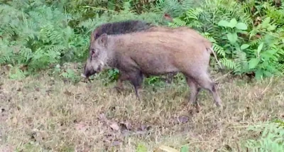 बँदेल मारेको आरोपमा पूर्वडीआईजीसहित १० जनालाई पक्राउ