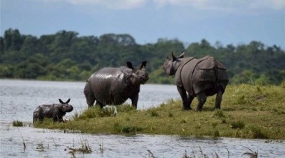 गैँडा चोरी सिकारीमा फरार चौतिस जना पक्राउ