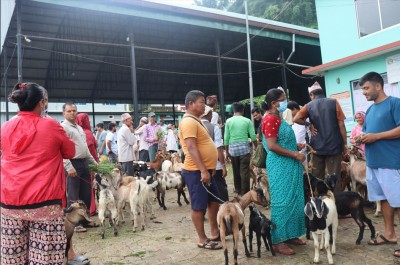 धरानको कृषि बजारमा खसी, बोकाको बिक्री बढ्दै