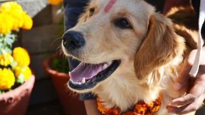 कात्तिक कृष्ण चतुर्दशी : कुकुरको पुजा गरी मीठा खानेकुरा खान दिएर आज कुकुर तिहार मनाइँदै