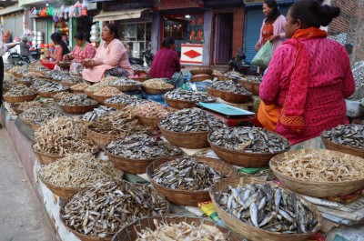 धरानमा फस्टाउँदै सिद्रा व्यापार