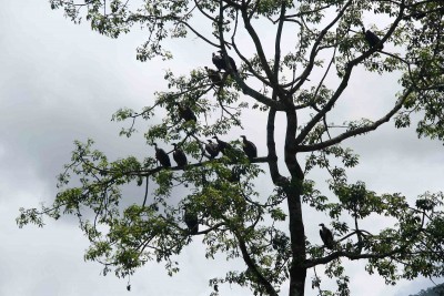 लोपोन्मुख गिद्ध पोखरा अन्तर्राष्ट्रिय विमानस्थलको टाउको दुखाइ 