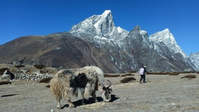 हिमालको काखमा याक