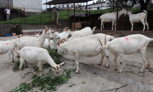 चित्लाङमा दूध दिने बाख्रा विकास गरिँदै