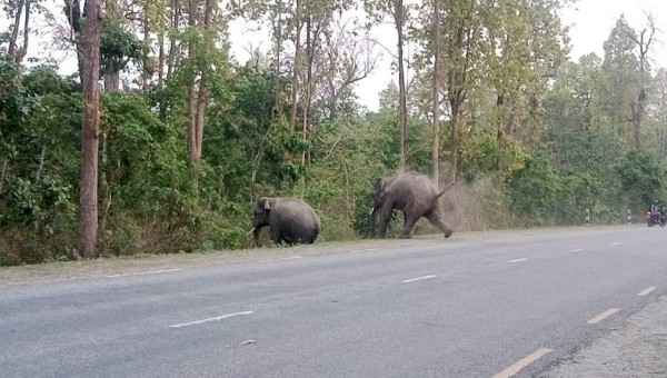 सडकमा देखिएको जङ्गली हात्ती