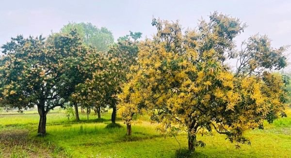 ढकमक्क फुलेको आँपको फूल