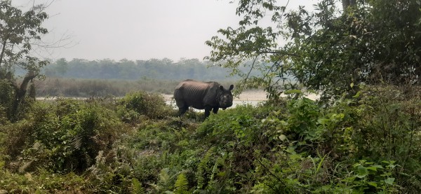 एकसिङ्गे गैँडा