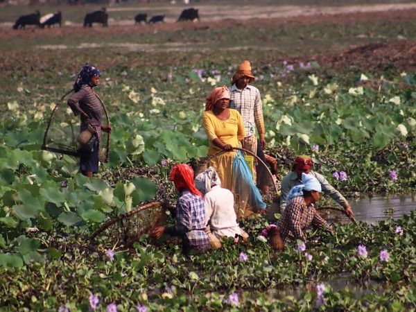 माछा मार्दै