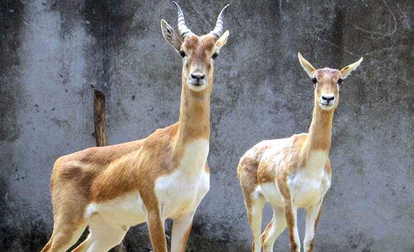 वीरगञ्जमा १००० रोपनी क्षेत्रफलमा नयाँ प्राकृतिक चिडियाखाना बन्ने