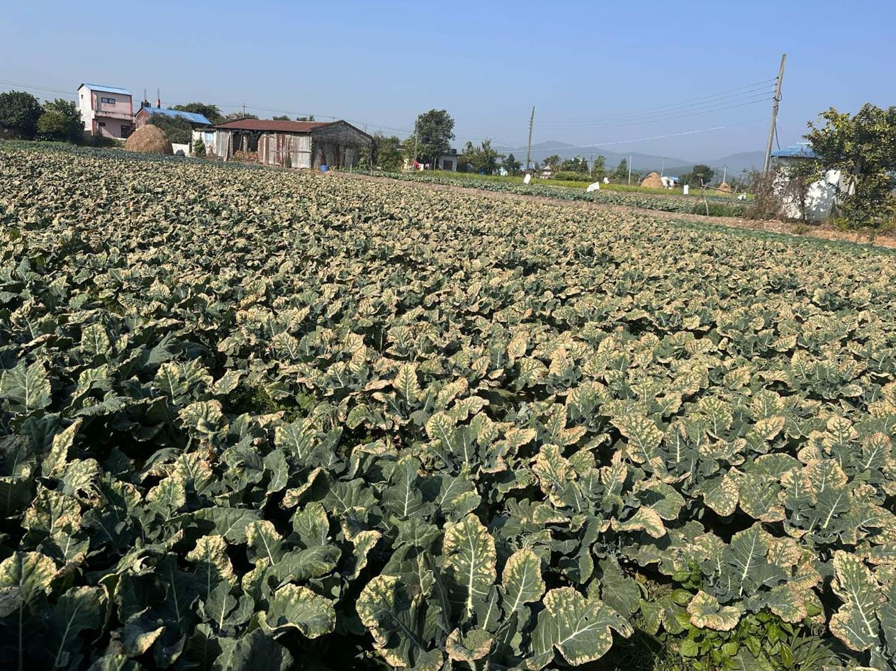 बन्दा र काउलीमा नयाँ रोग, परीक्षणका लागि दोस्रोपटक नमूना पठाइयो