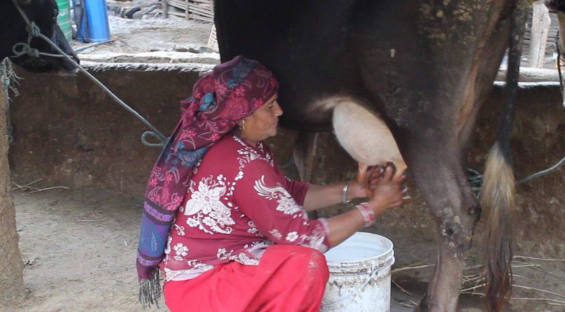 दूधको मूल्य घट्दै गएपछि रामेछापका गाईपालक किसान चिन्तित