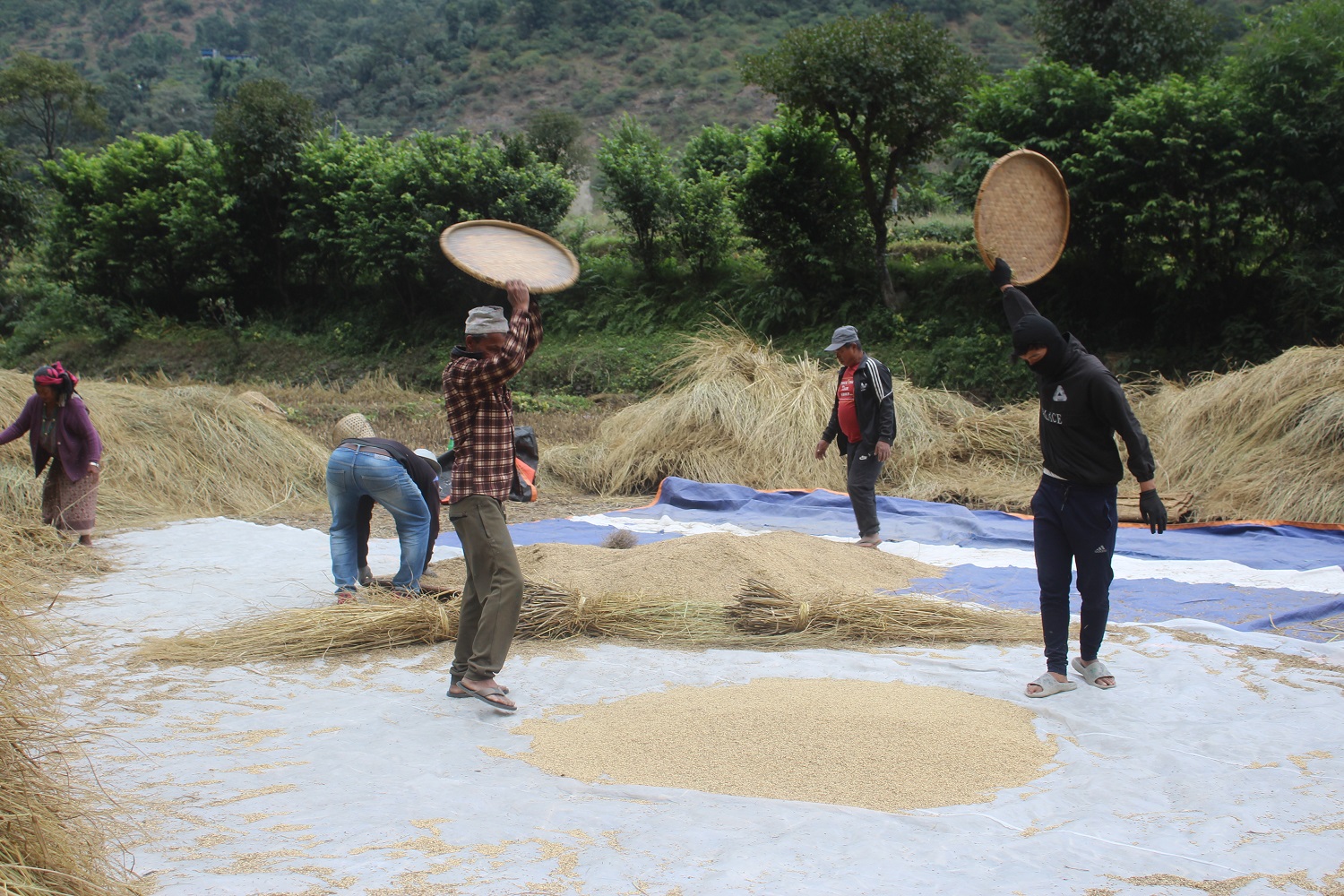 ‘गौरिया’ चामलको माग बढ्दो, खेती घट्दो